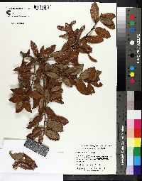 Image of Quercus geminata