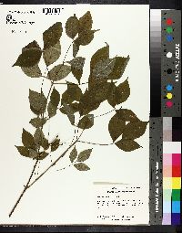 Staphylea trifolia image