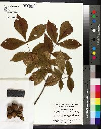 Carya myristiciformis image