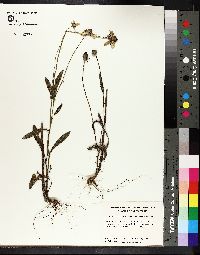 Rudbeckia hirta var. pulcherrima image