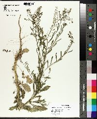 Lepidium virginicum var. virginicum image