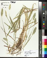 Phalaris caroliniana image