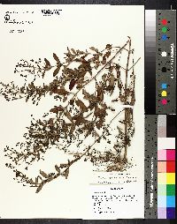 Trichostema dichotomum image