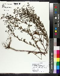 Trichostema dichotomum image