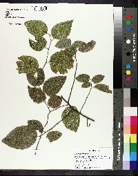 Celtis tenuifolia image