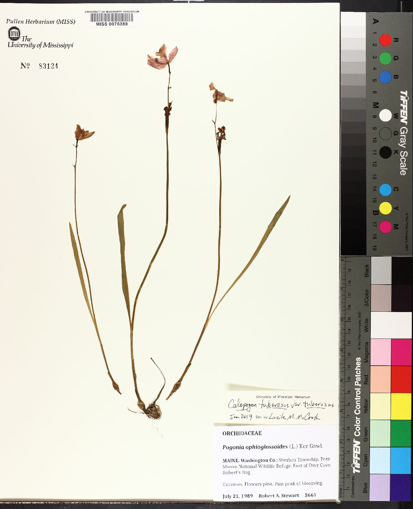 Calopogon tuberosus var. latifolius image