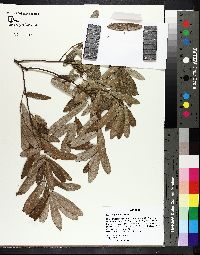 Image of Quercus pumila