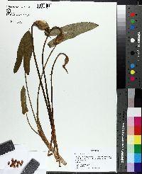 Peltandra sagittifolia image