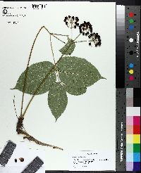 Aralia nudicaulis image