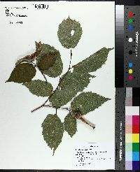 Corylus cornuta image