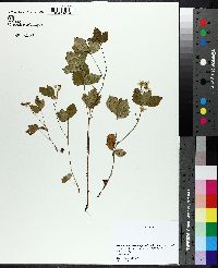 Rubus pubescens image