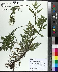 Parthenium hysterophorus image