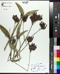 Verbena brasiliensis image