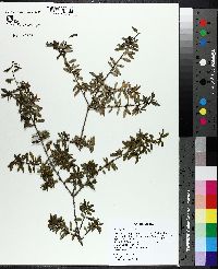 Ilex myrtifolia image