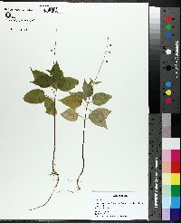 Circaea canadensis image