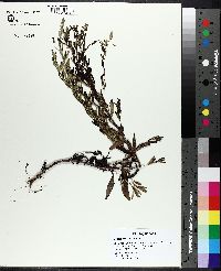 Mecardonia acuminata image