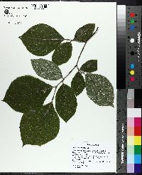 Styrax grandifolius image