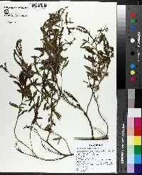 Image of Heliotropium amplexicaule