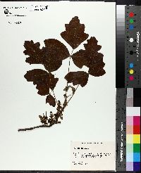 Toxicodendron pubescens image