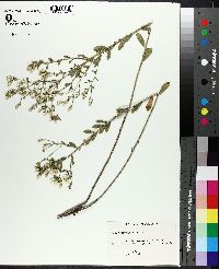 Sericocarpus tortifolius image