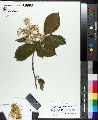 Image of Pterostyrax corymbosus