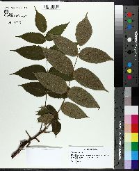 Juglans cinerea image