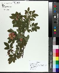 Rosa palustris image