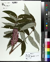 Rhus typhina image