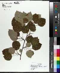 Populus grandidentata image