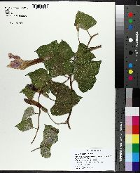 Image of Ipomoea macrorhiza