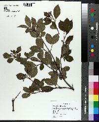 Viburnum cassinoides image