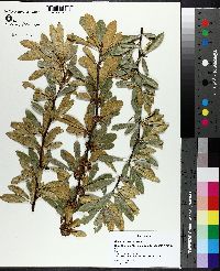 Image of Bumelia tenax