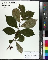 Asimina parviflora image