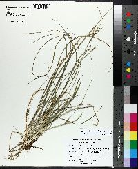 Image of Carex impressinervia