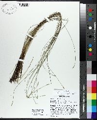 Carex exilis image