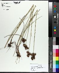 Juncus megacephalus image