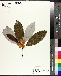 Magnolia virginiana image