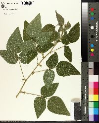 Desmodium canescens image