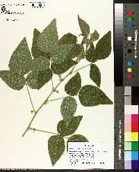 Desmodium canescens image