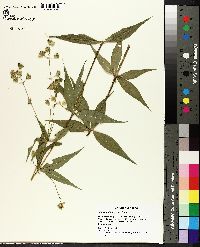 Silene stellata image