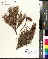 Pinus echinata image