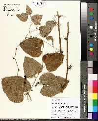 Smilax bona-nox image