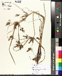 Cyperus iria image