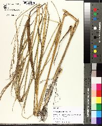 Paspalum urvillei image