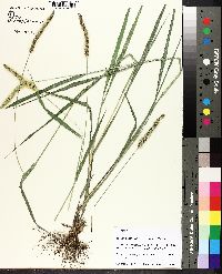 Setaria pumila image