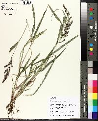 Echinochloa colona image