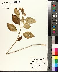 Asclepias variegata image