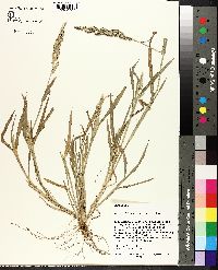 Echinochloa colona image