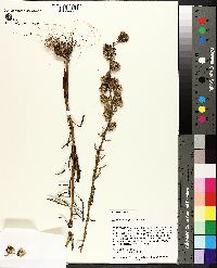 Liatris aspera image