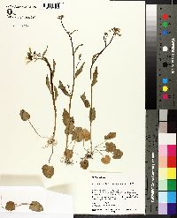 Cardamine bulbosa image